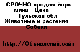 СРОЧНО продам йорк мини › Цена ­ 10 - Тульская обл. Животные и растения » Собаки   